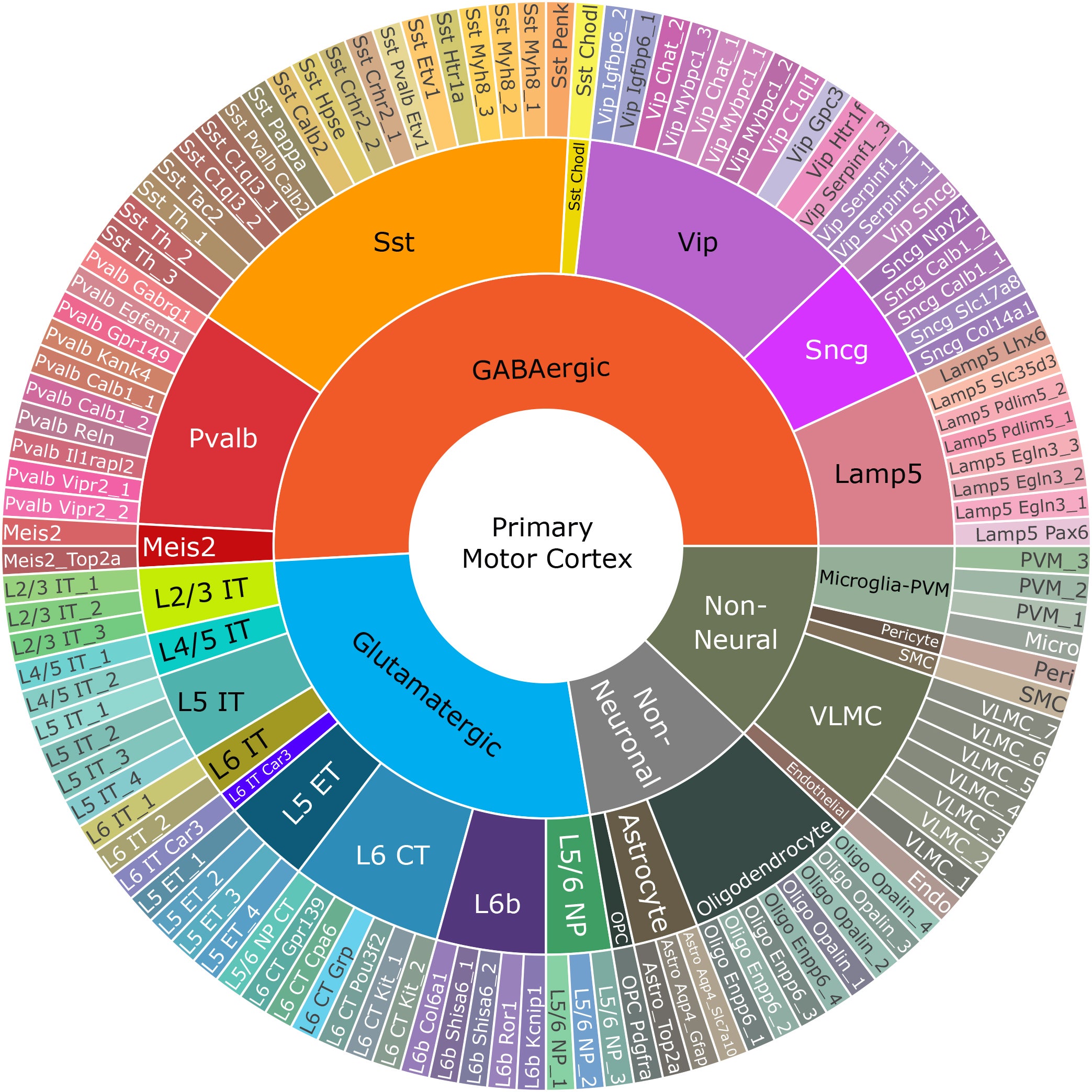 Sunburst plot of the taxonomy of different cells from the mouse motor cortex.