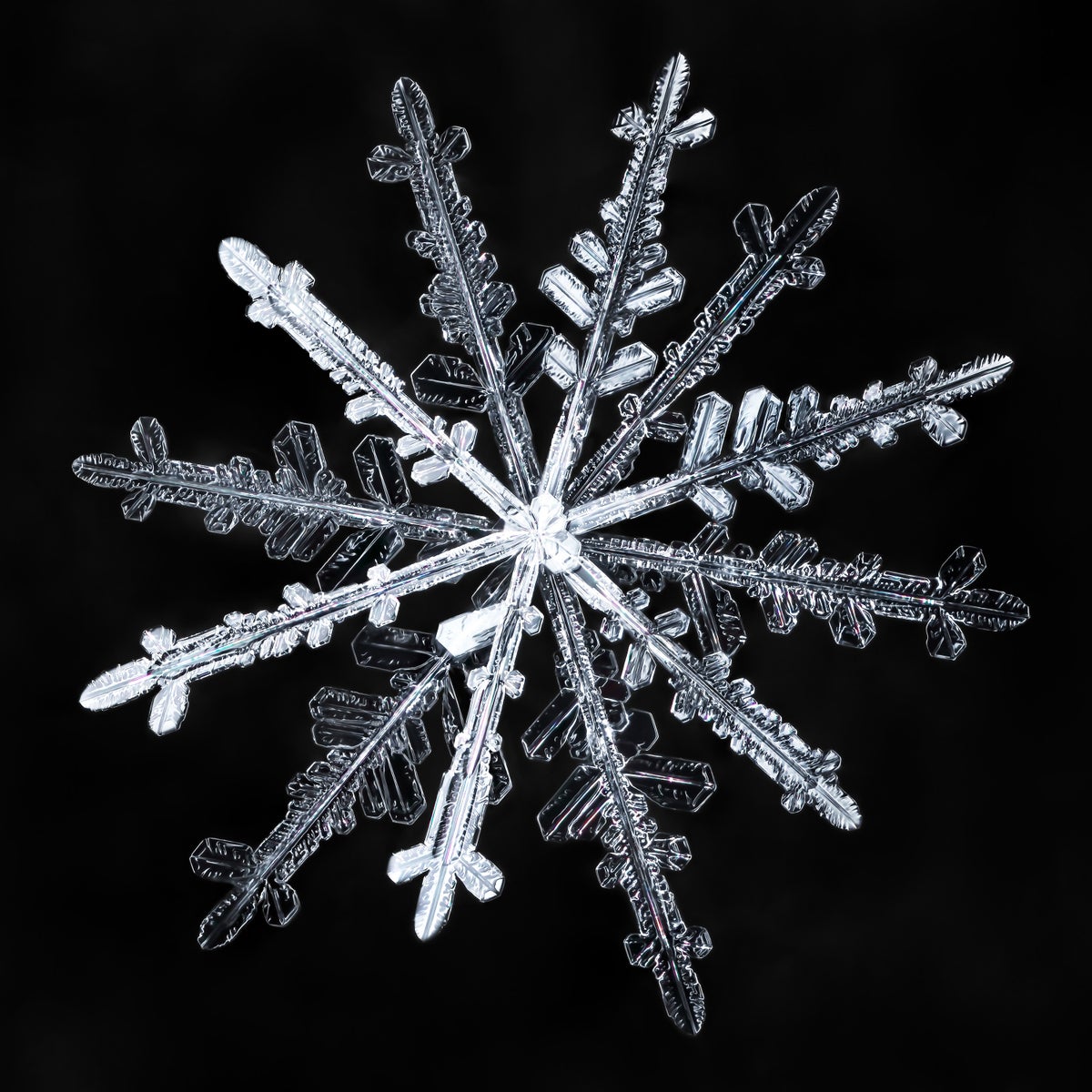 Twelve-branched snowflake.