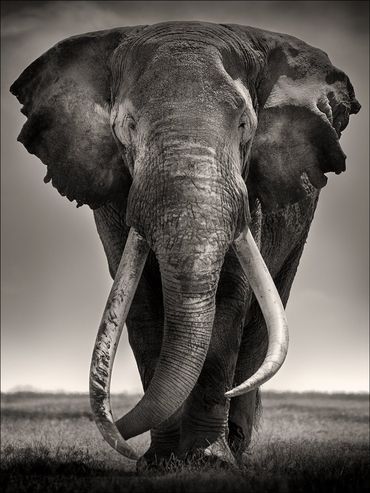 See Stunning Collection of Portraits of Africa's Most Endangered ...