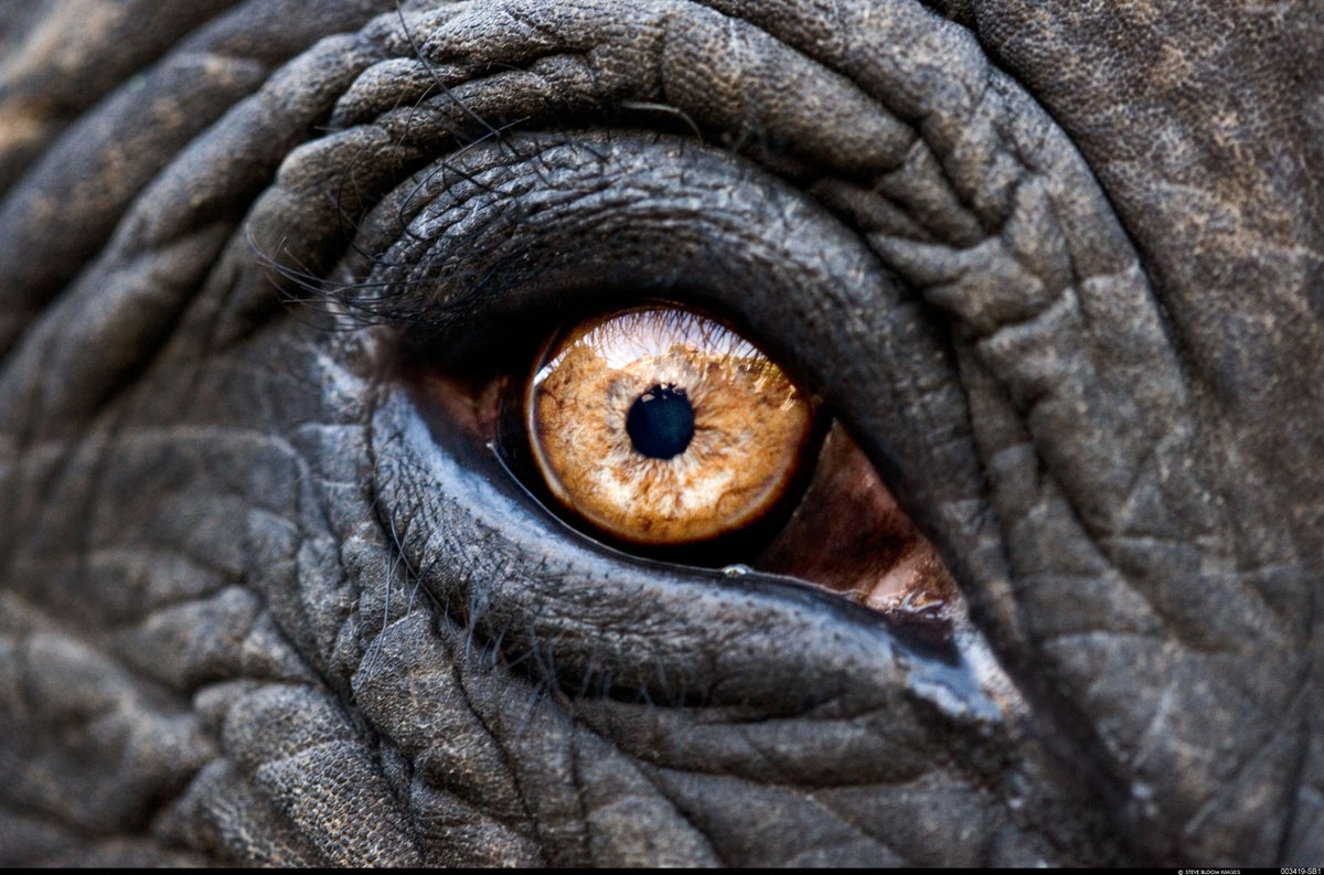 Eye of an Indian elephant.