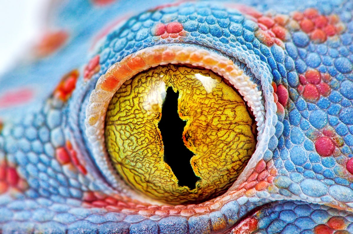Yellow eye of a tokay gecko.