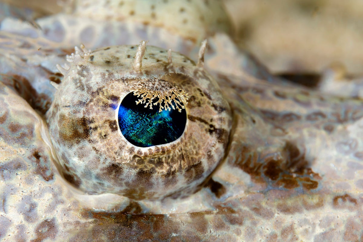 Blue eye of a crocodile fish.