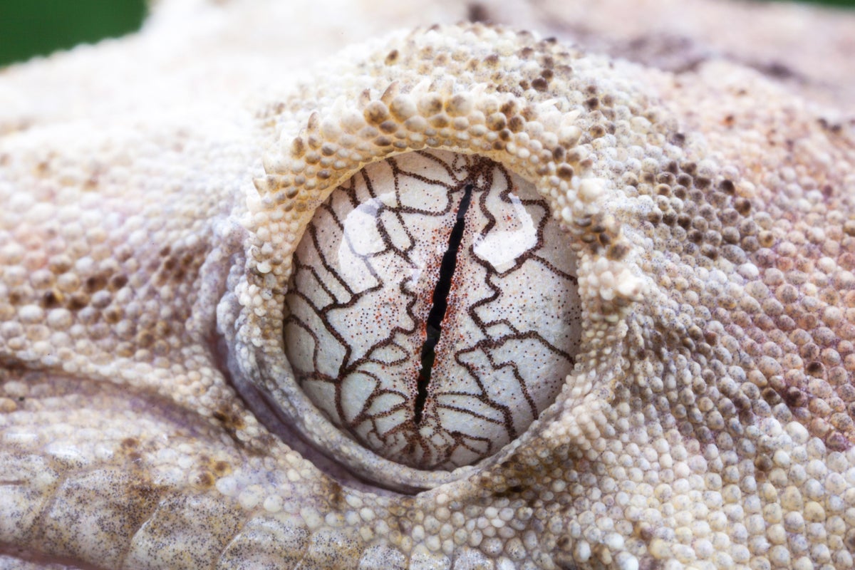 Mossy New Caledonian gecko eye.