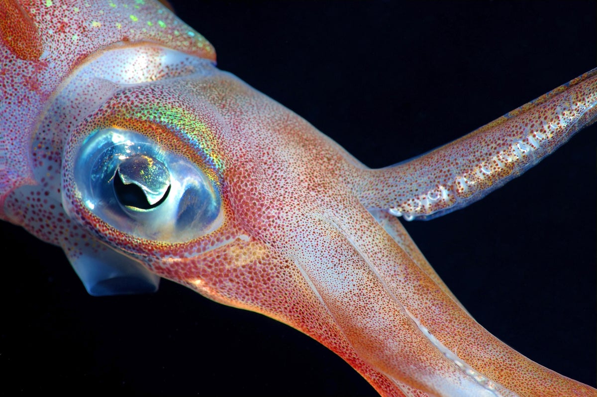 Silvery glow circling bigfin reef squid’s eye.