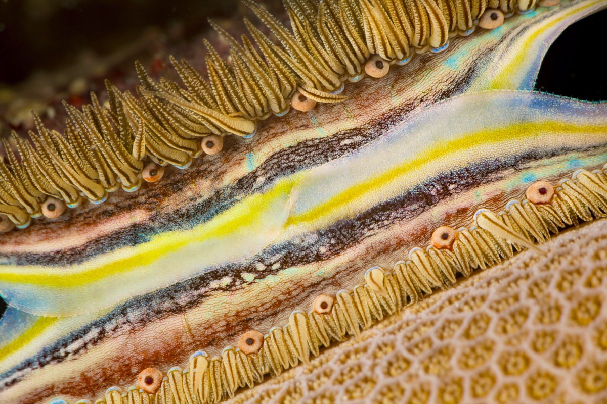 Colorful eye of a Coral-boring scallop.
