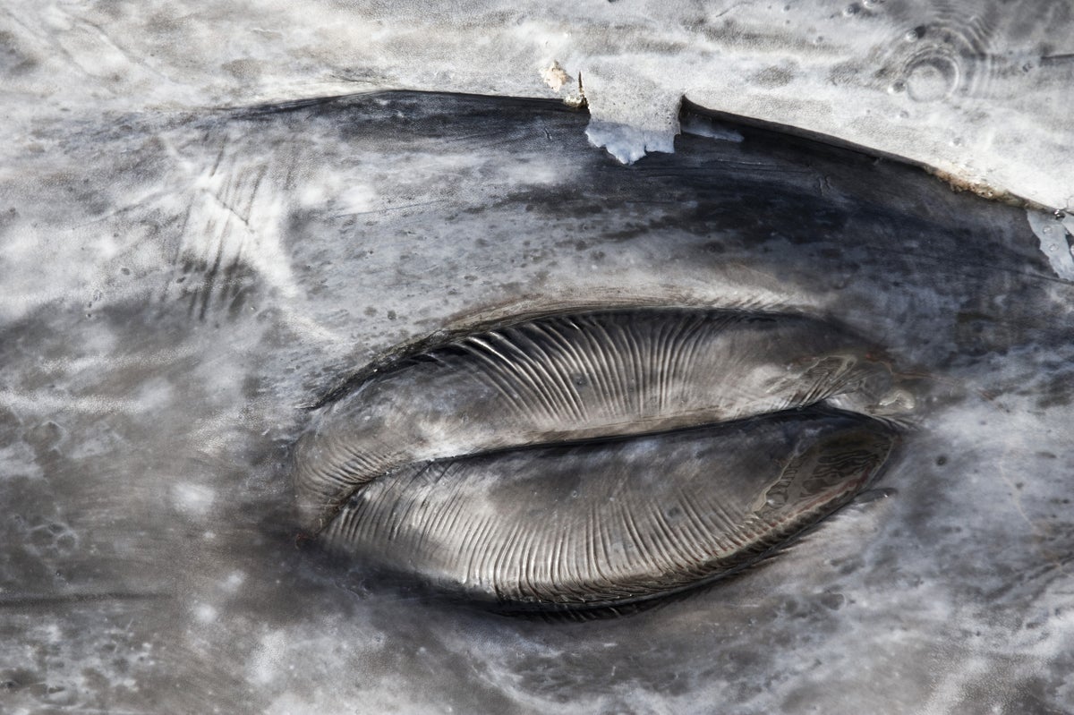 Eye of a gray whale.