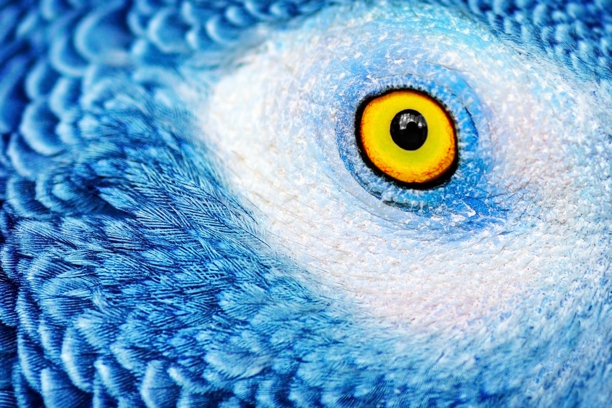 Yellow eye of a blue parrot.