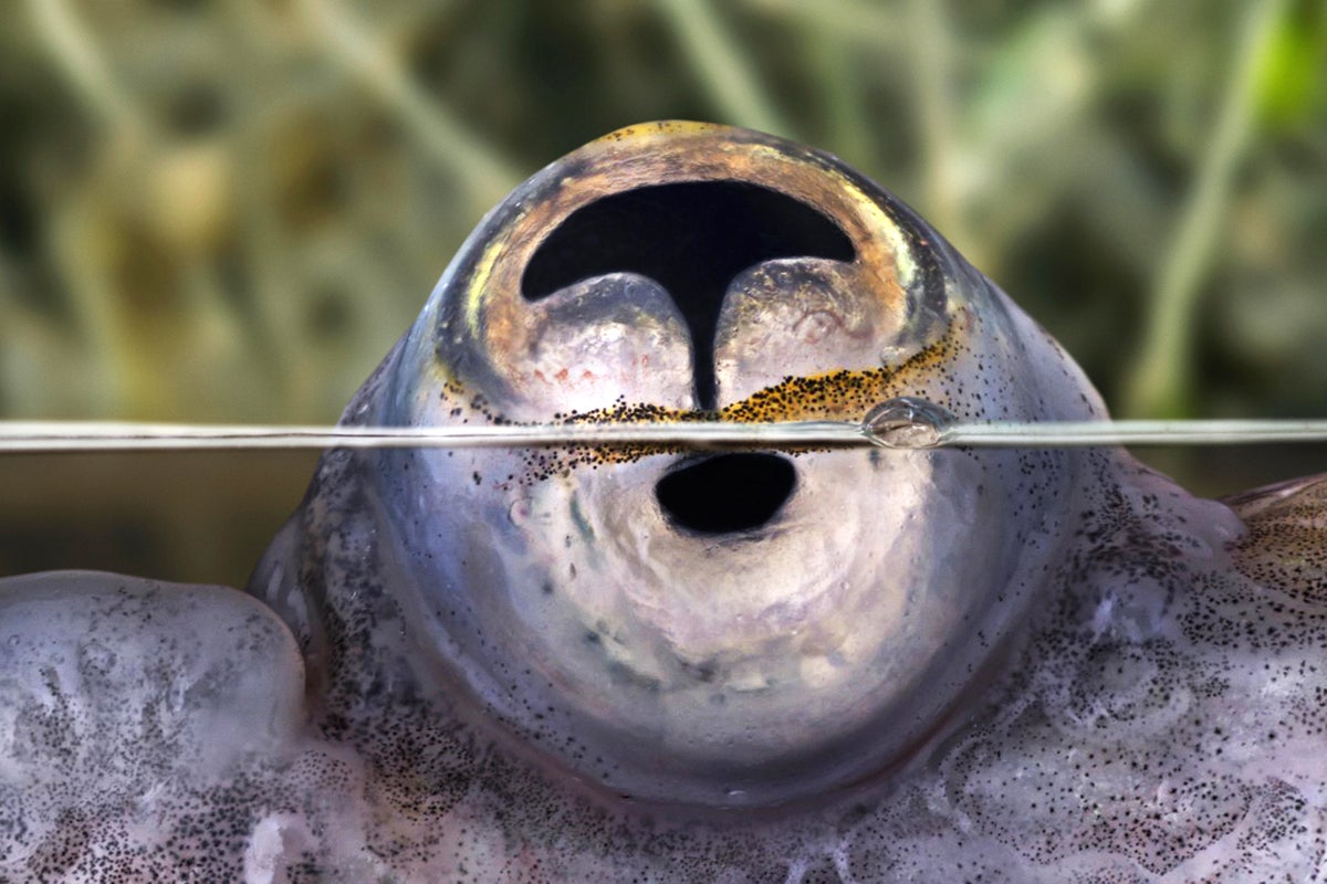 Four-eyed fish: A single eye in this species holds two lobes.