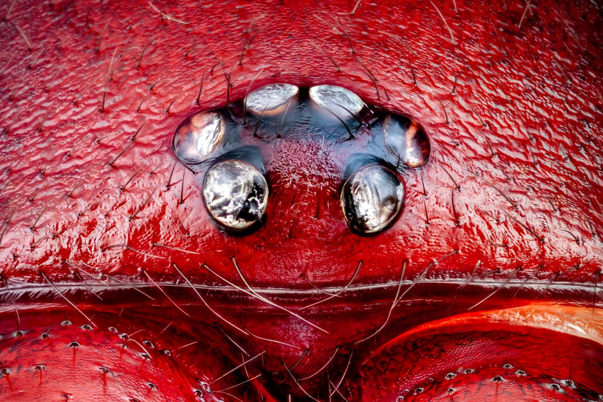 Eye of a red wood louse spider.