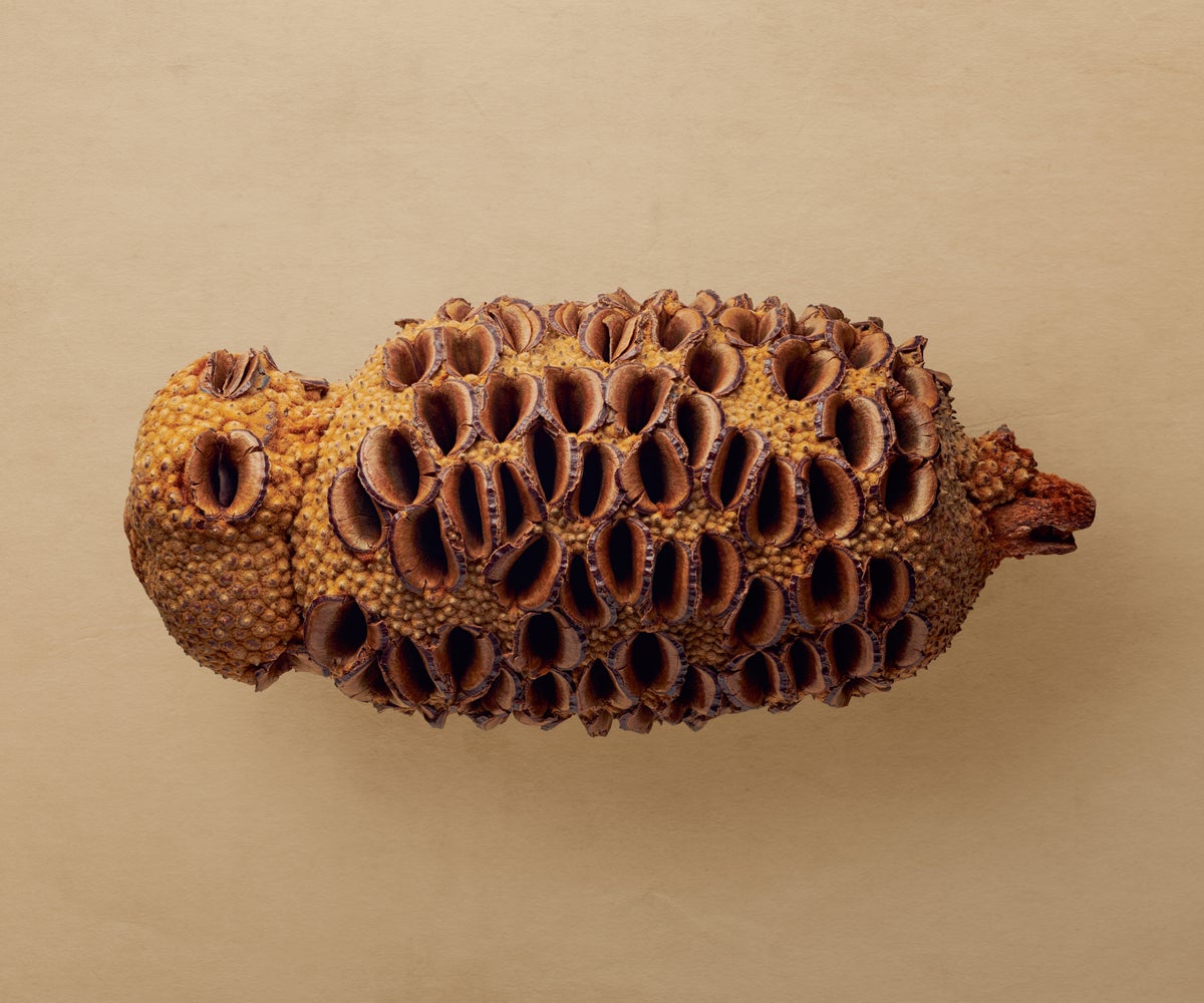 Cone of a giant banksia.