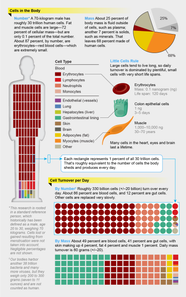 Our Bodies Replace Billions Of Cells Every Day Scientific American