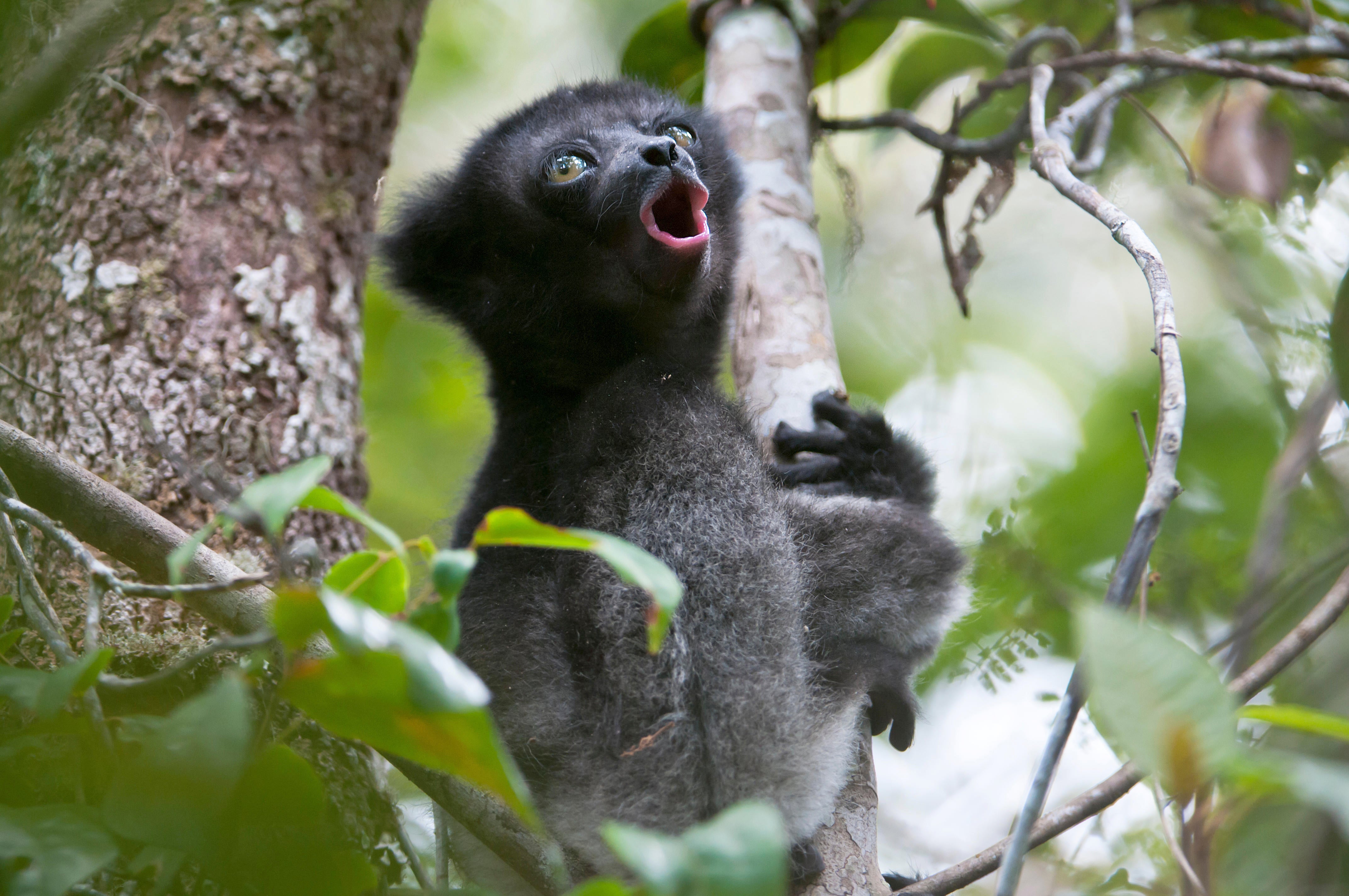 A two-month old indri.
