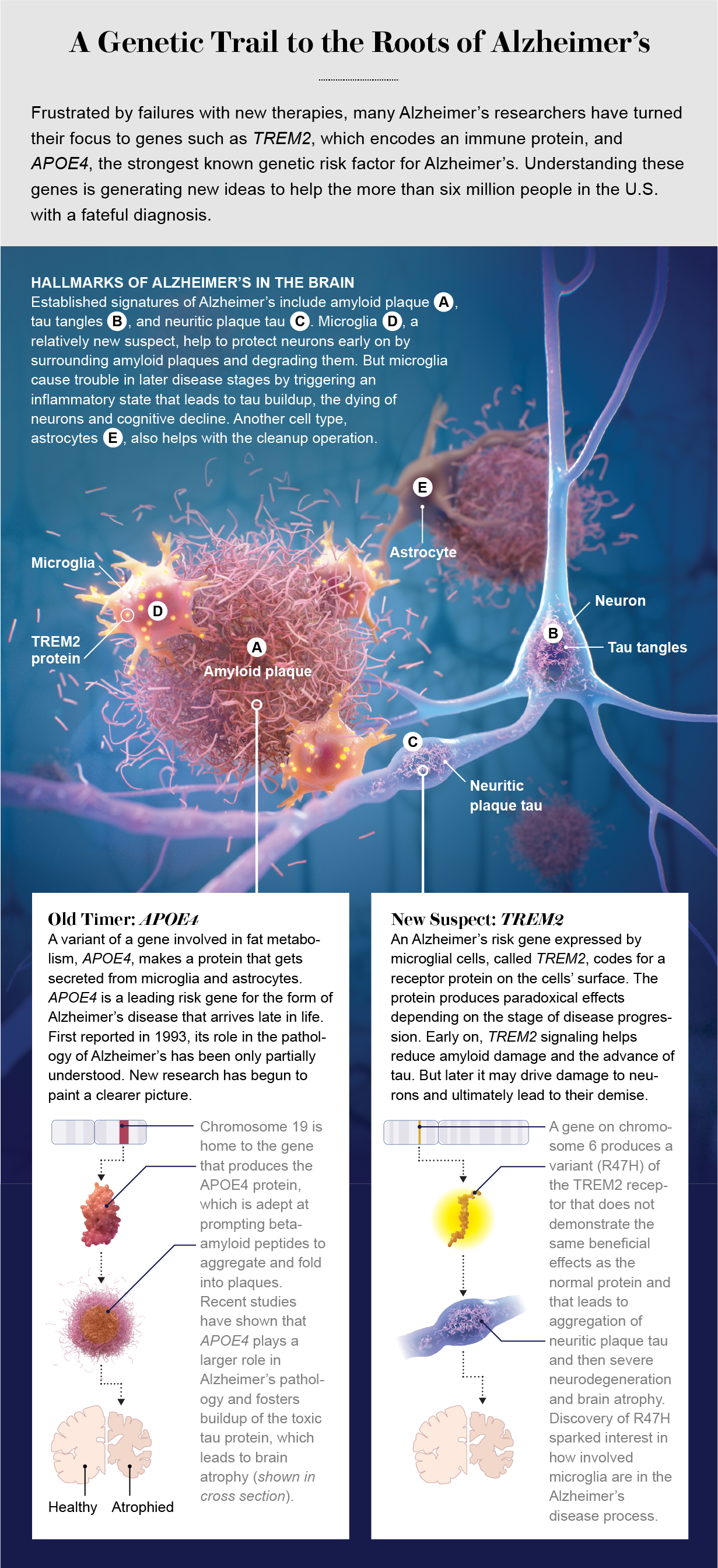 Hallmarks of Alzheimer’s: tau tangles, neuritic plaque tau, amyloid plaques and microglia clusters.