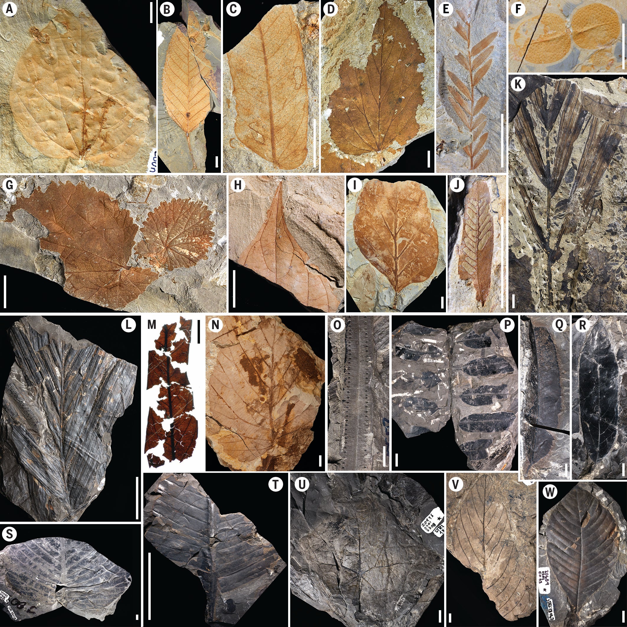 The Asteroid That Killed the Dinosaurs Created the Amazon Rain Forest - Scientific American