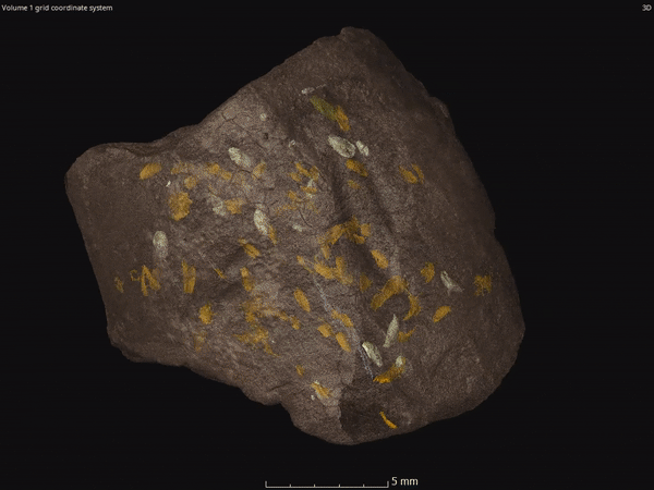 Triamyxa beetles are visible in this reconstruction of a coprolite's interior.