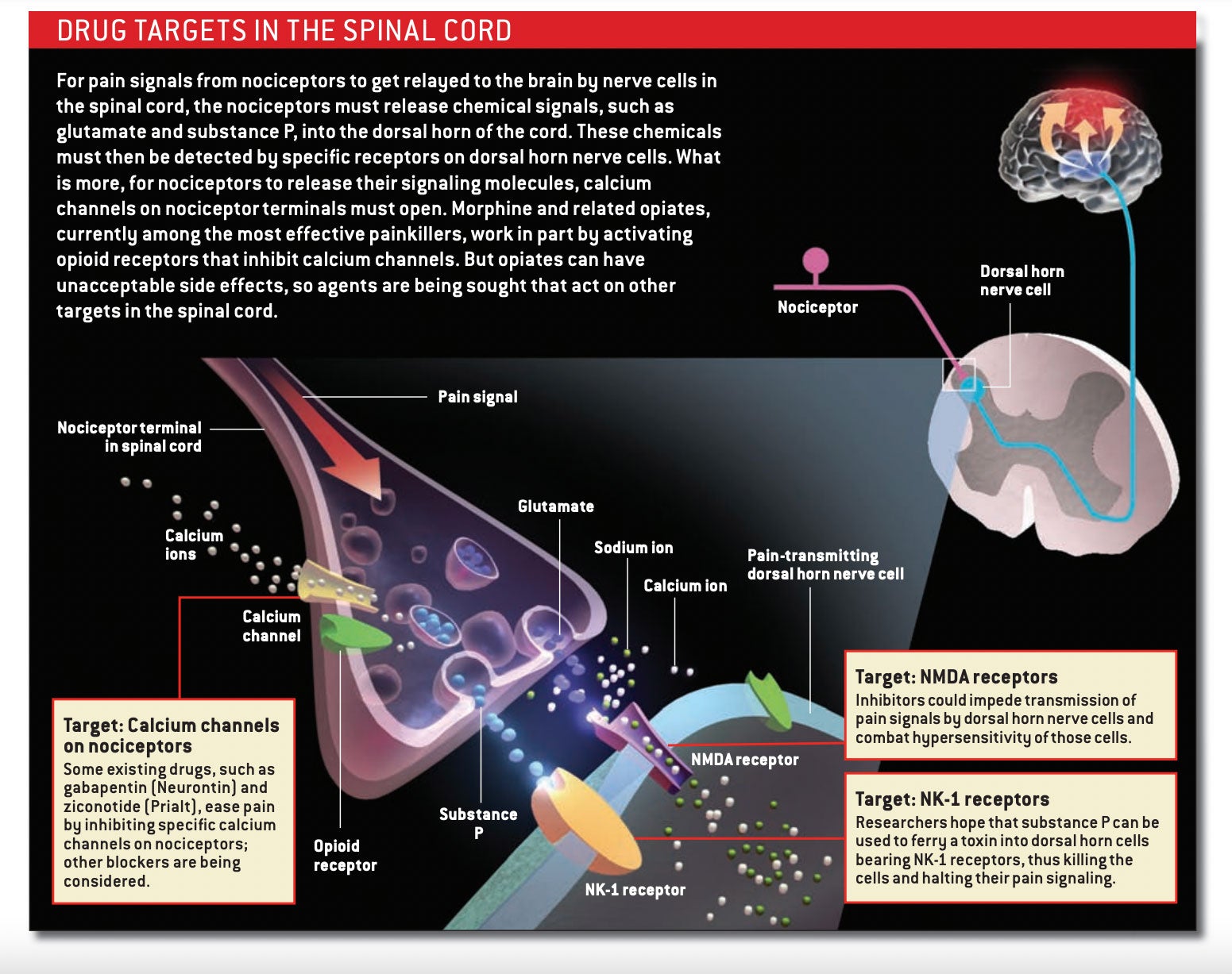 Drug targets in the spinal cord. 