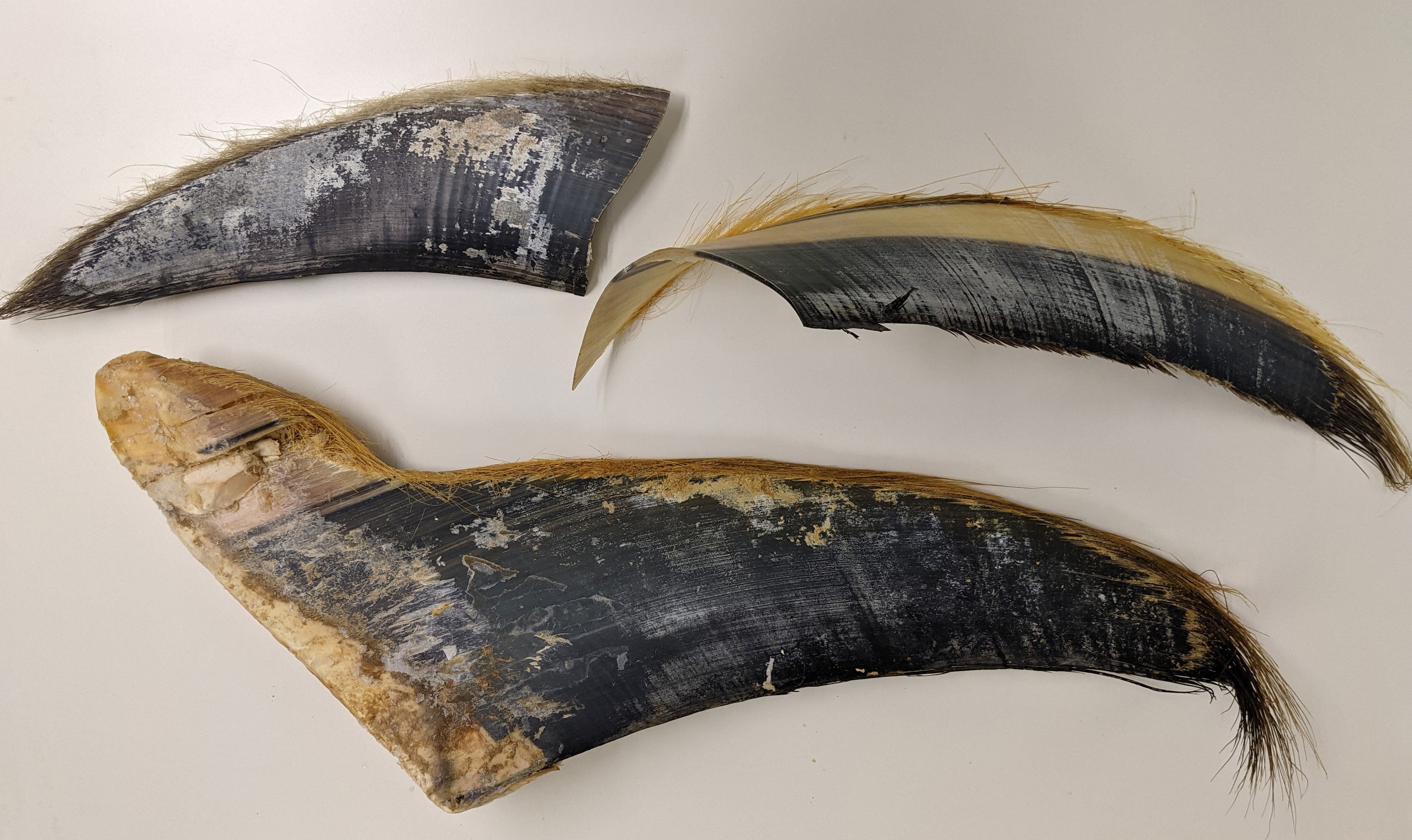 Baleen samples.