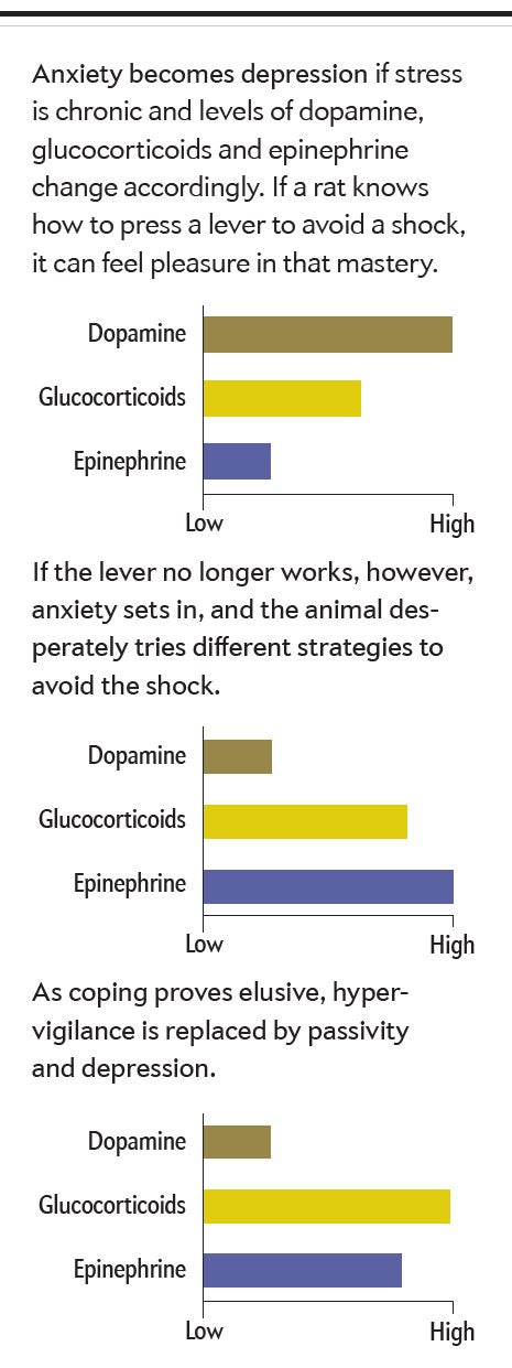 Anxiety and the levels of dopamine, glucocorticoids and epinephrine influence depression.
