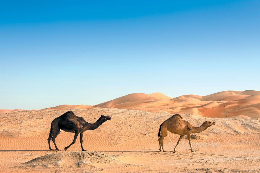 Two camels walking in the desert.