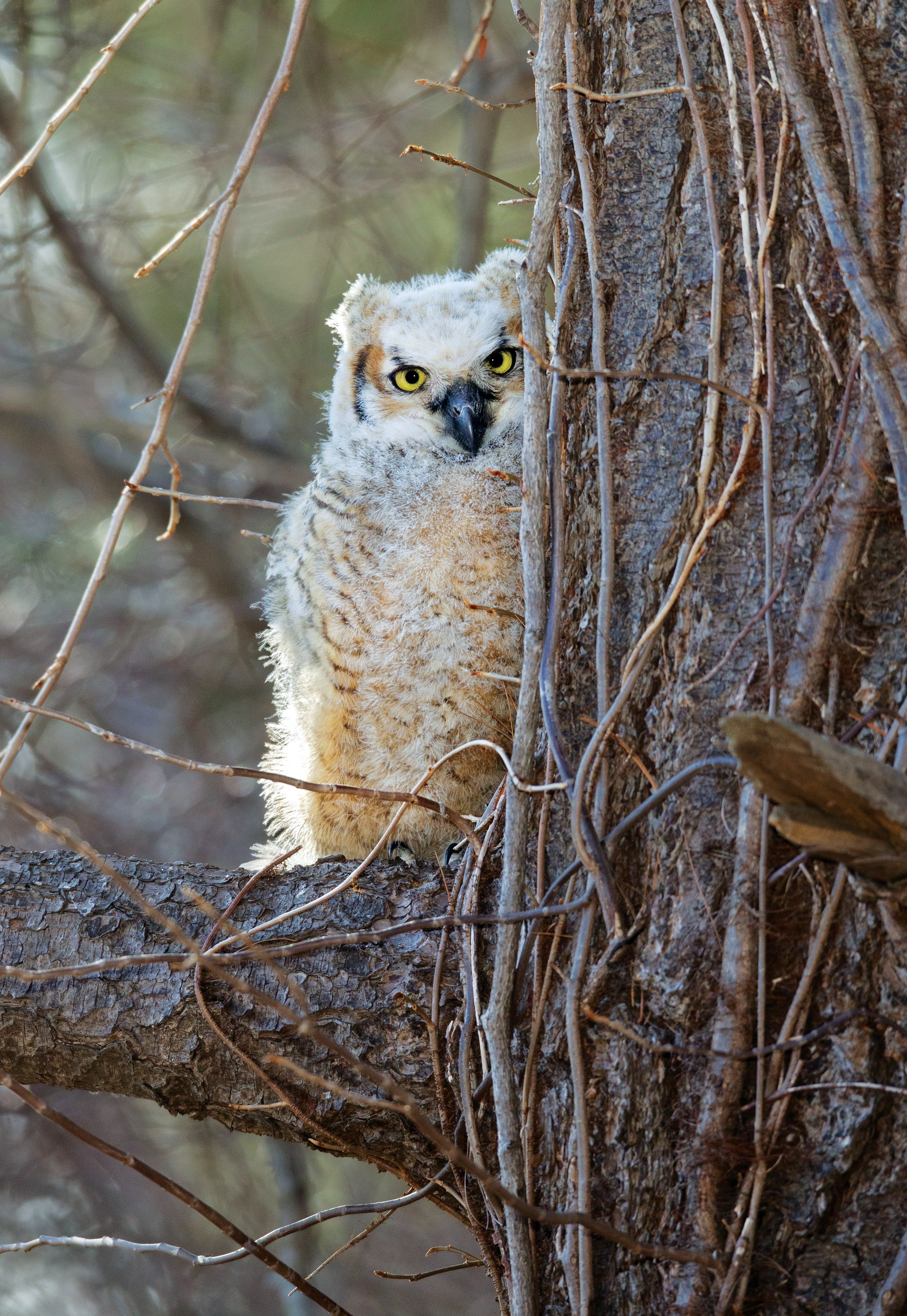 Great-horned owl staring at camera.