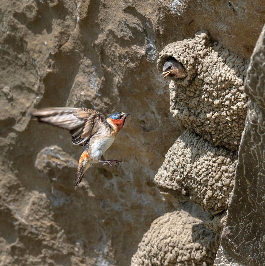 Cliff Swallow.