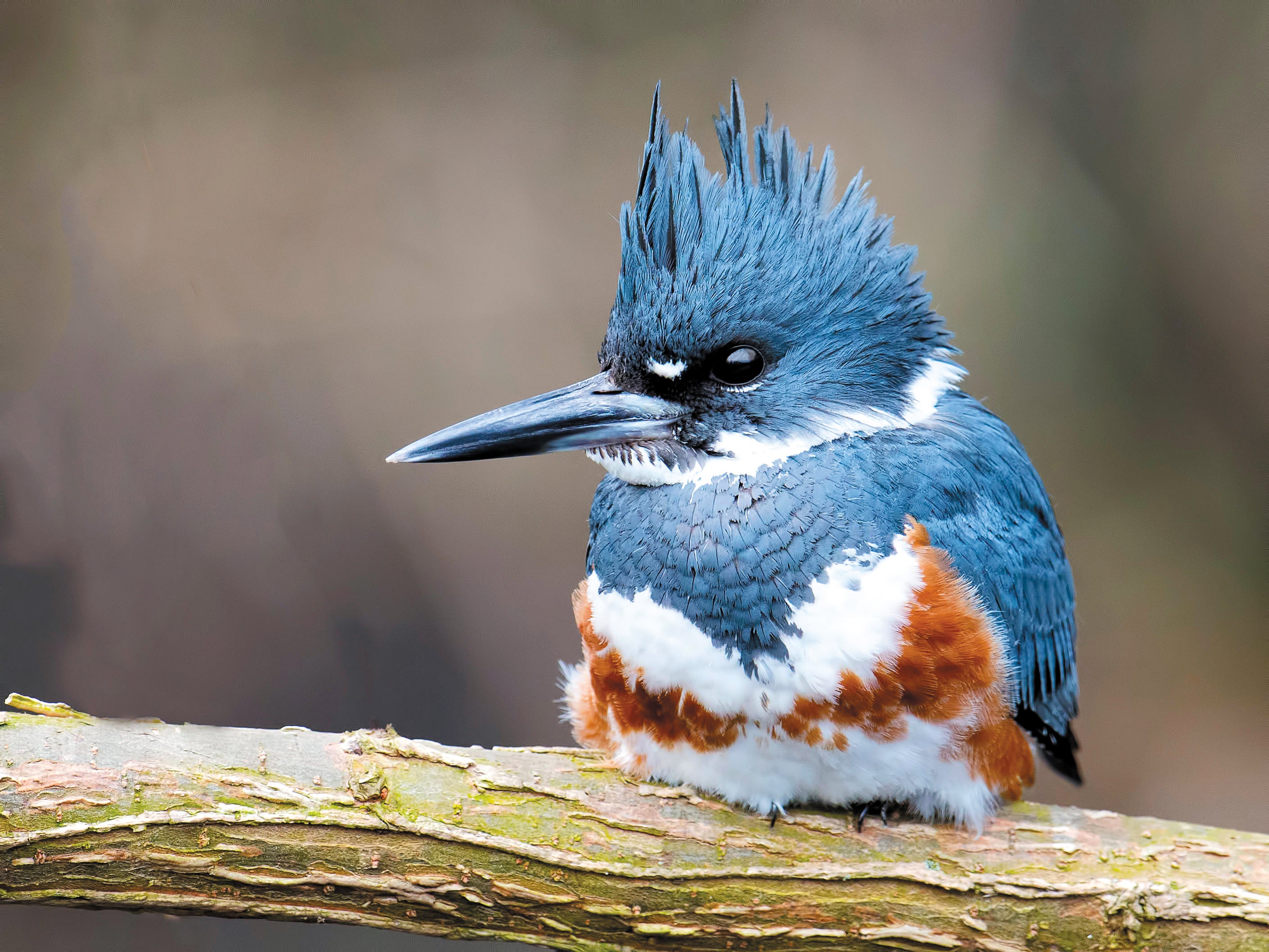 Belted Kingfisher,