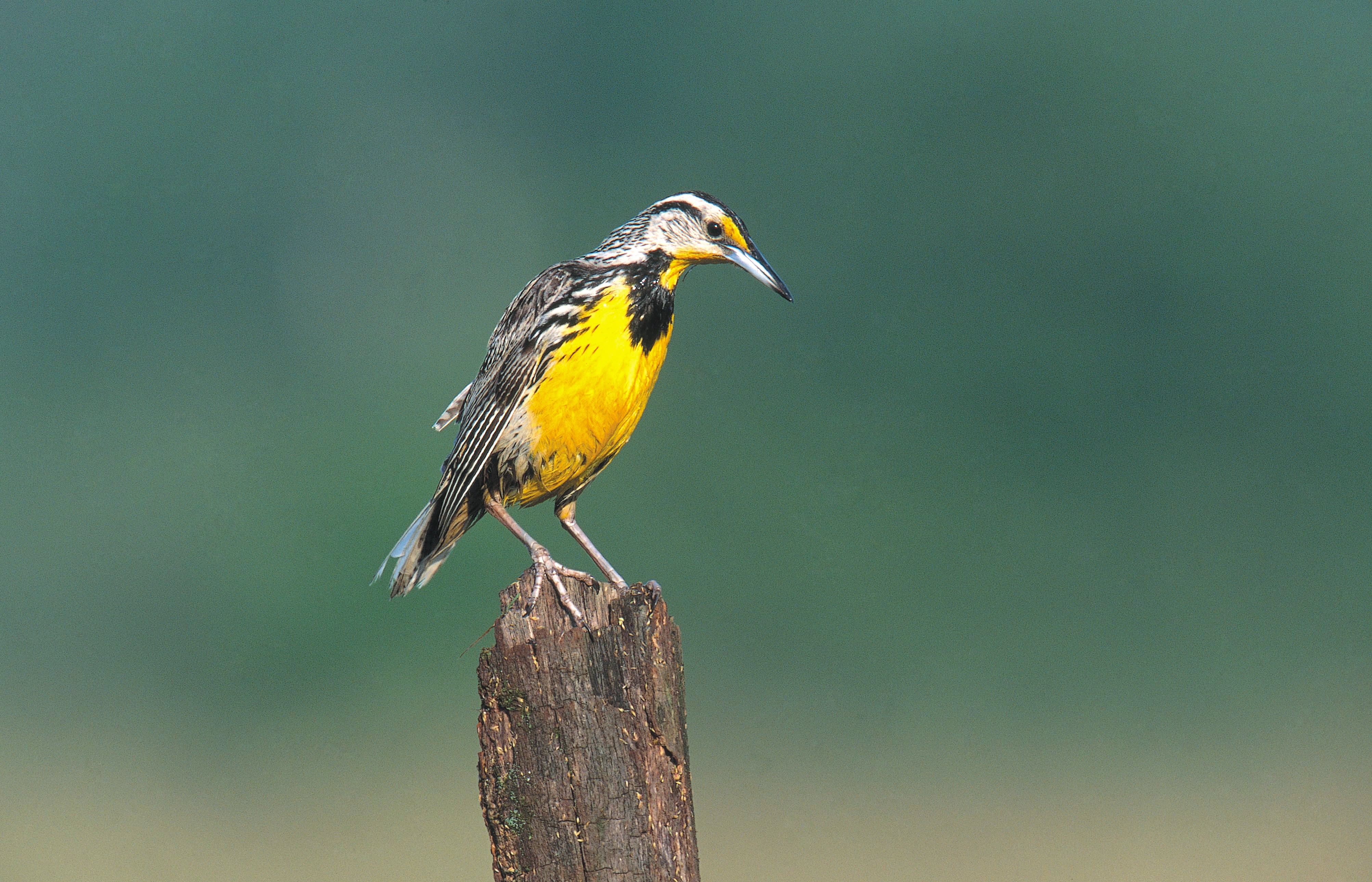 Eastern meadowlark.