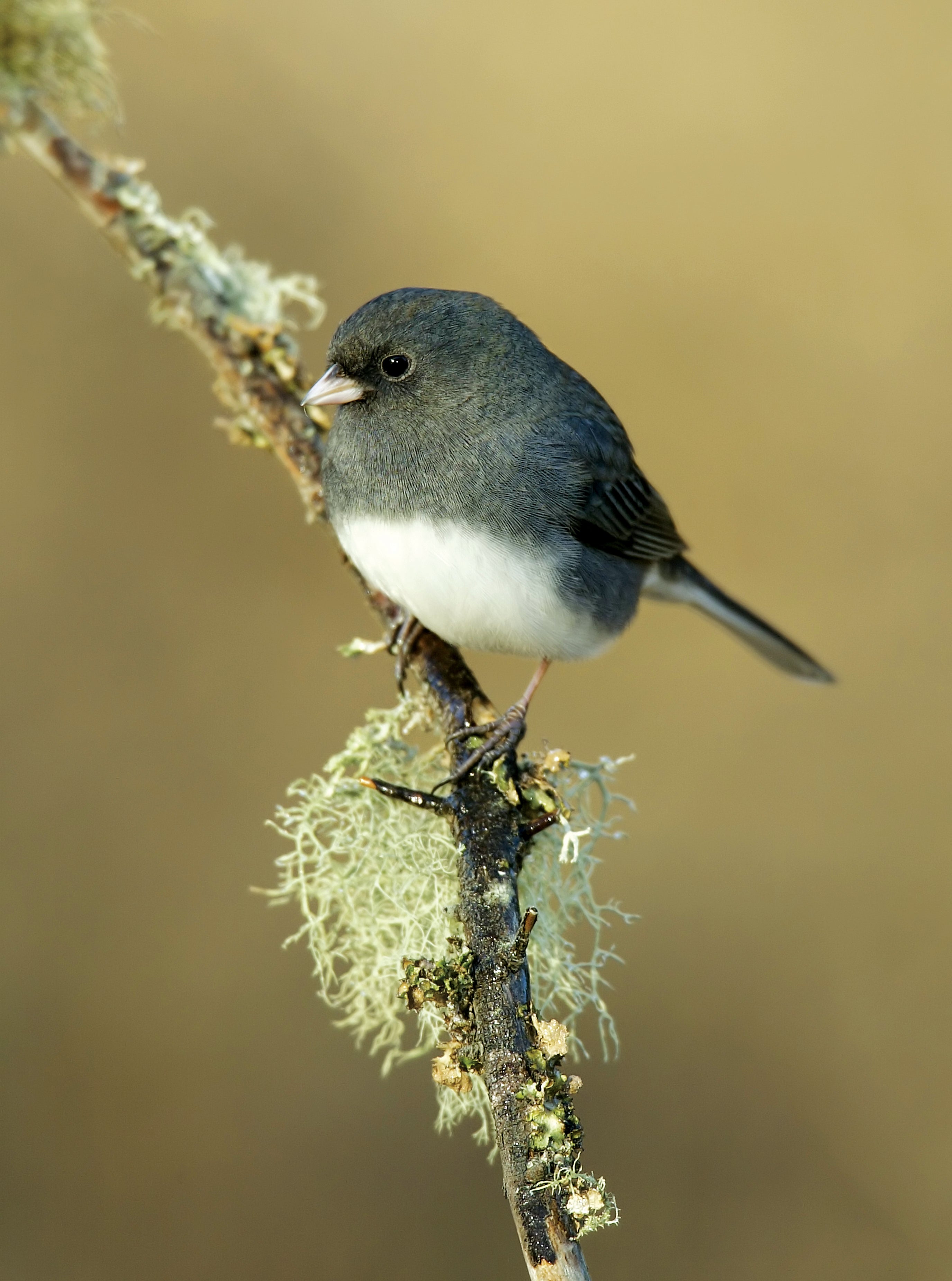 Dark-eyed junco.