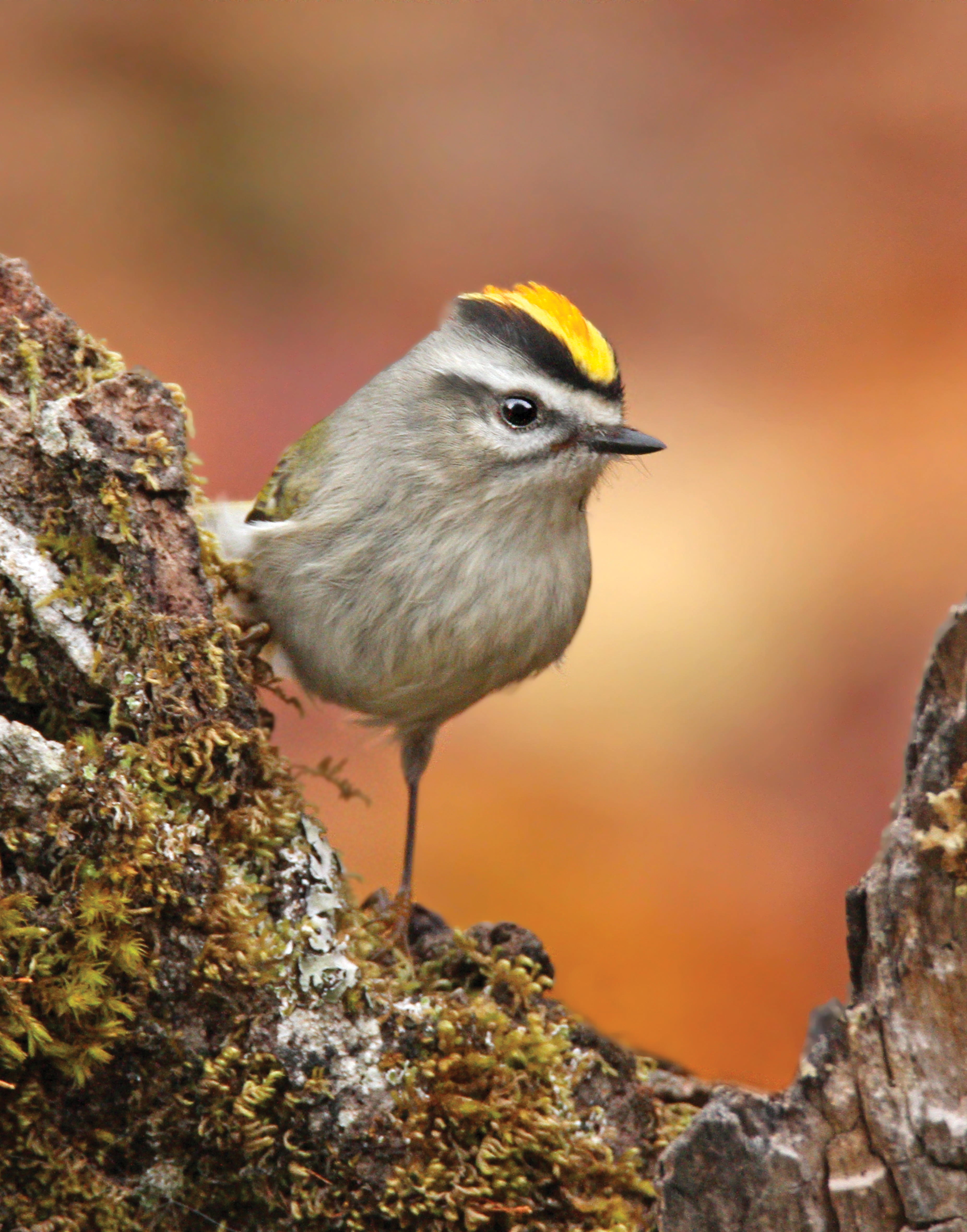 Golden-crowned Kinglet.