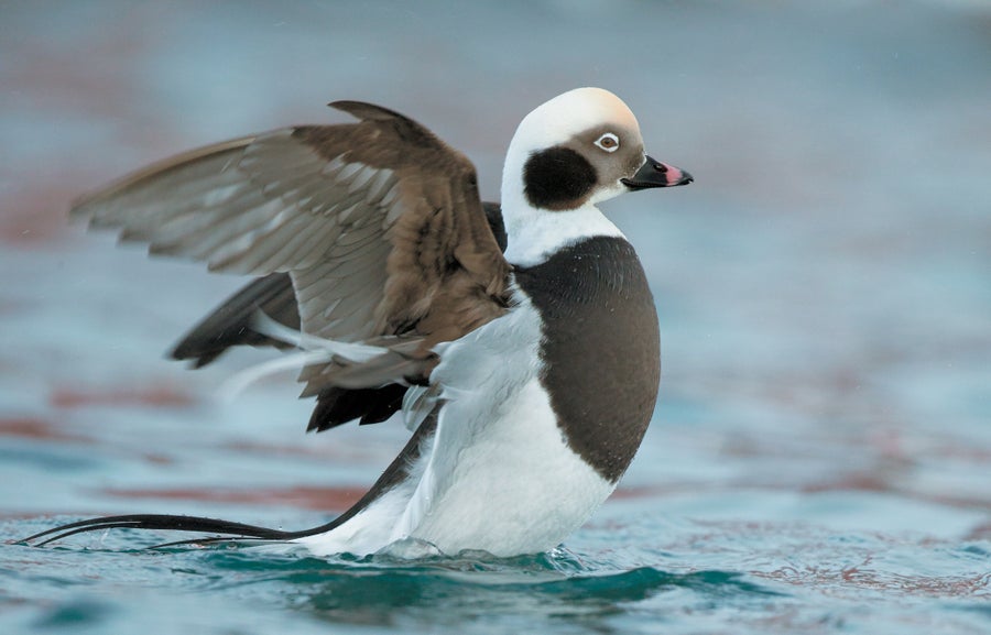 Long-tailed Duck.