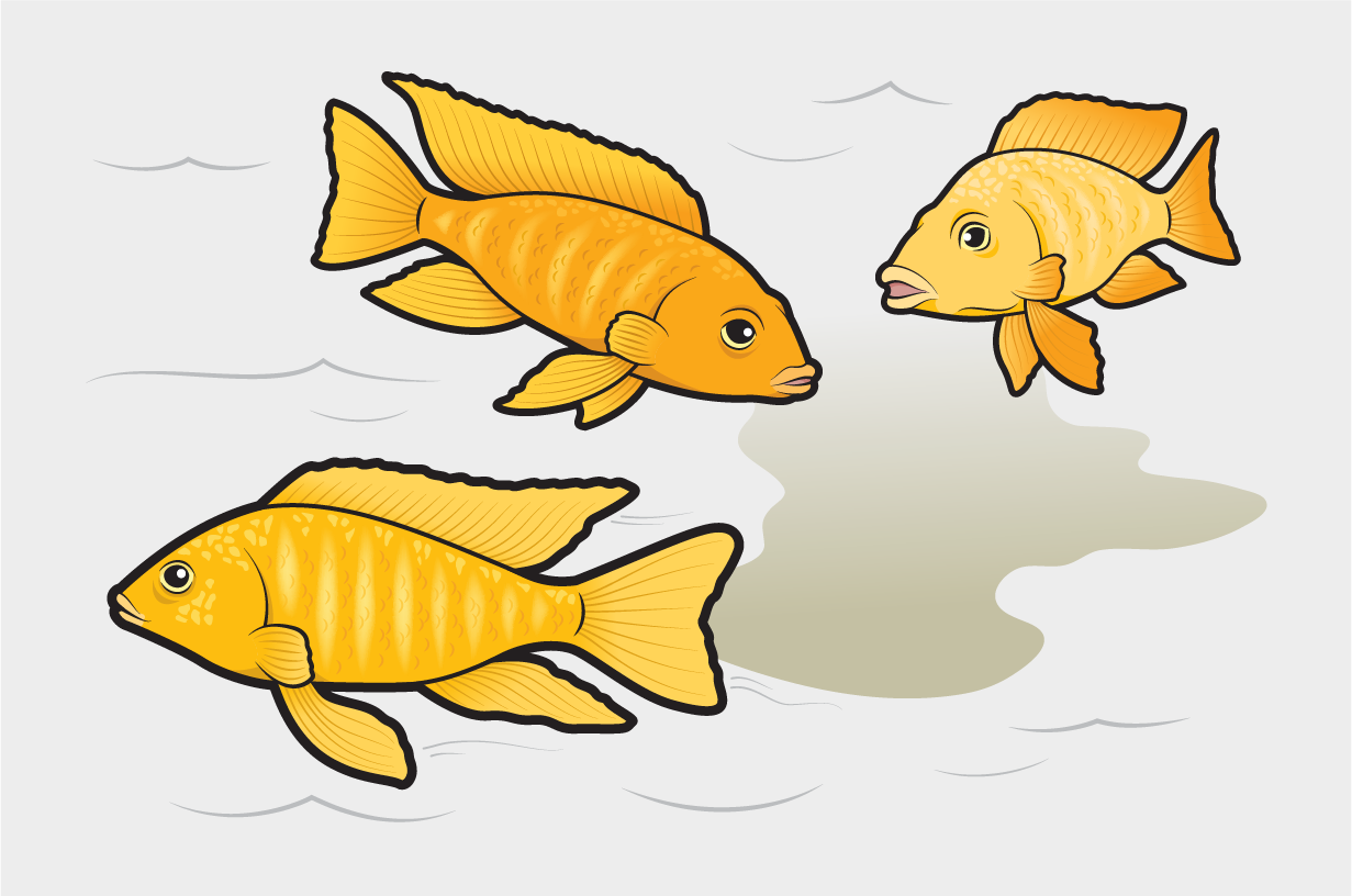 An orange cichlid produces a cloud of urine in the water while two others swimming nearby look vaguely alarmed.