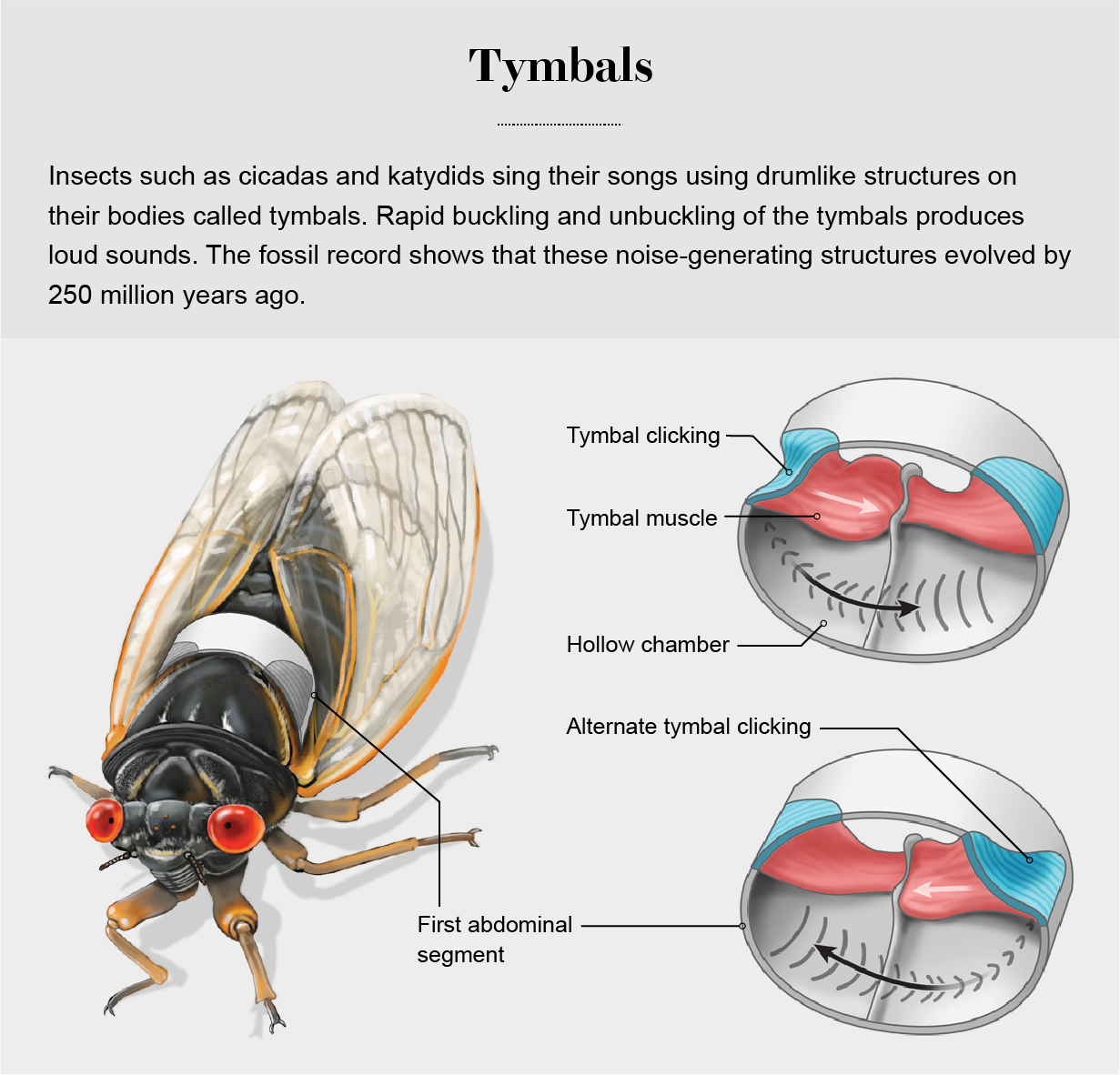 Anatomical diagram shows the structure and function of a tymbal in a cicada.