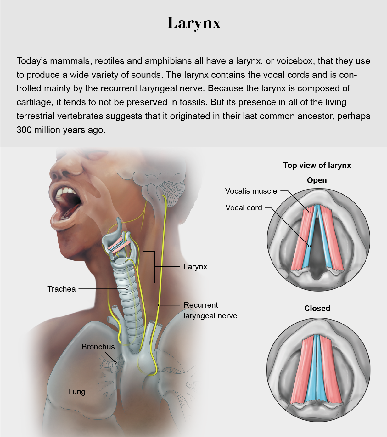 Anatomical diagram shows the structure and function of the larynx in a human.