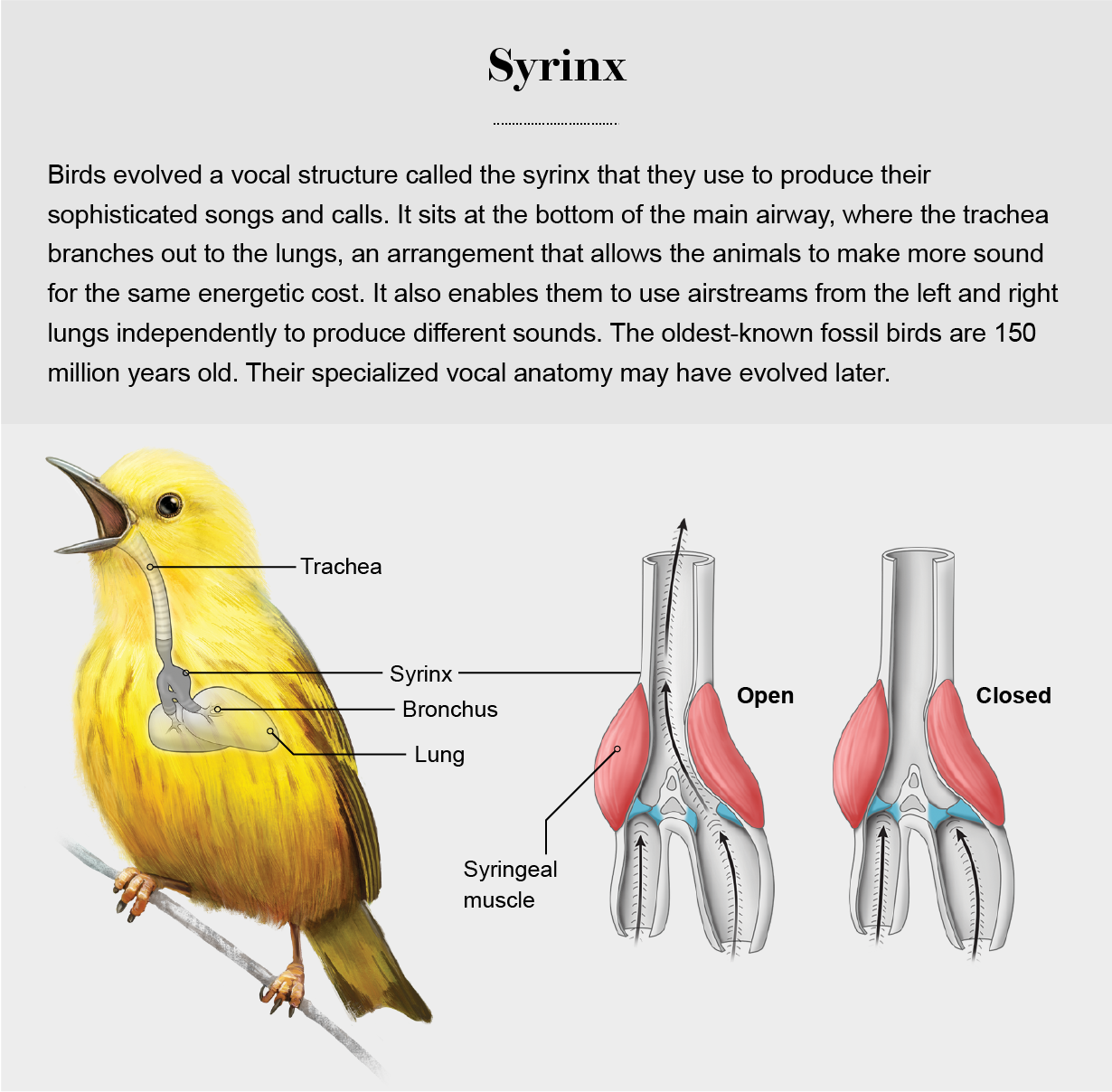 Anatomical diagram depicts the structure and function of the syrinx in a bird.