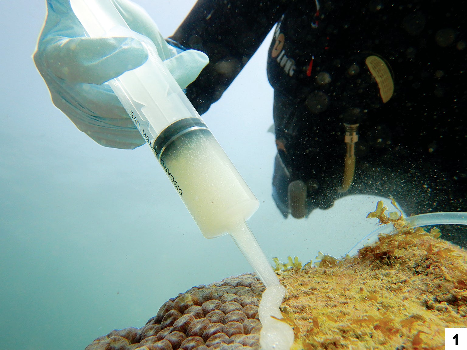 Researcher Kelly Pitts applies a paste laden with a single probiotic onto corals off the Florida coast