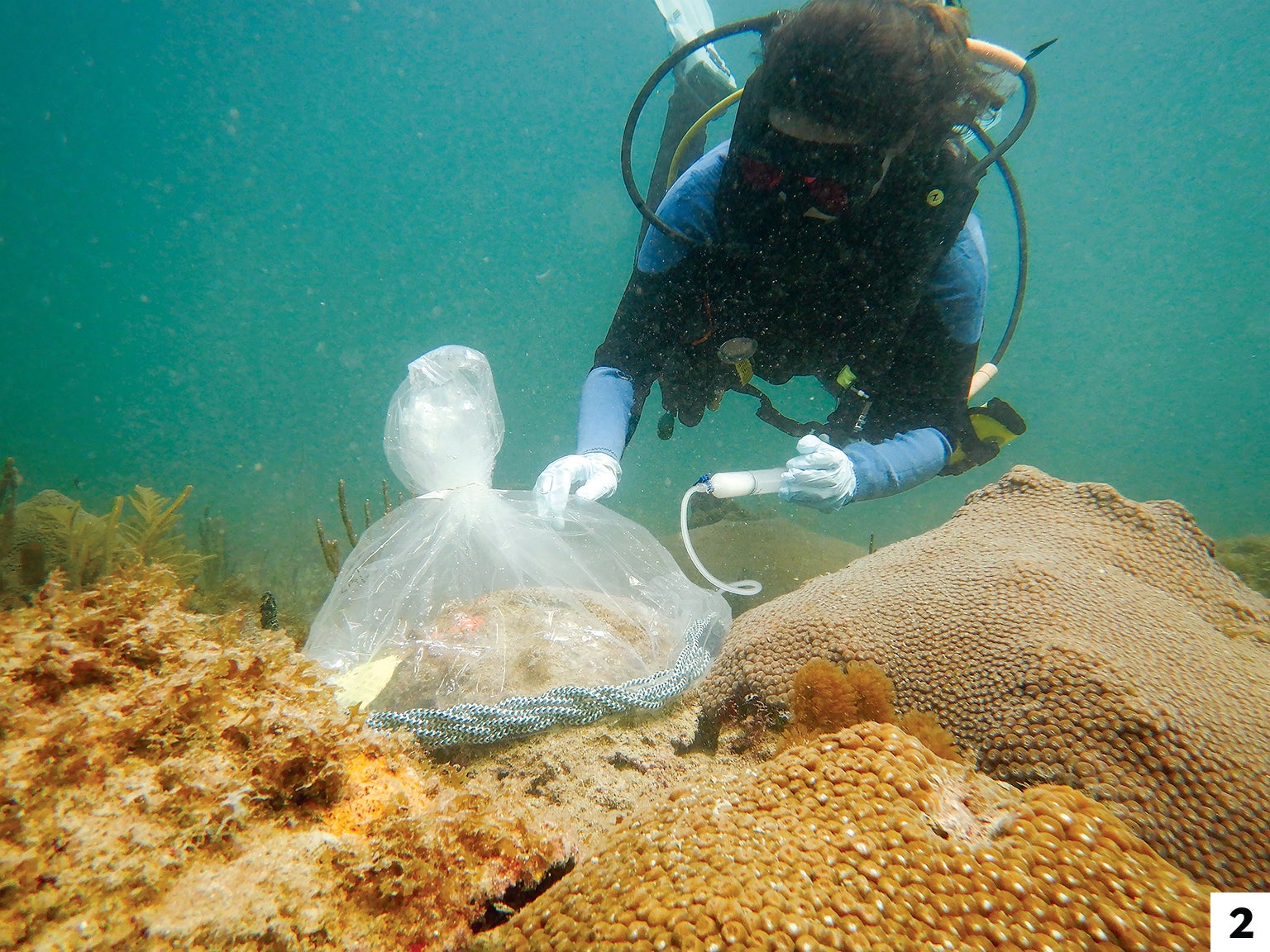 Researcher Kelly Pitts pumps a liquid form of probiotic onto corals off the Florida coast