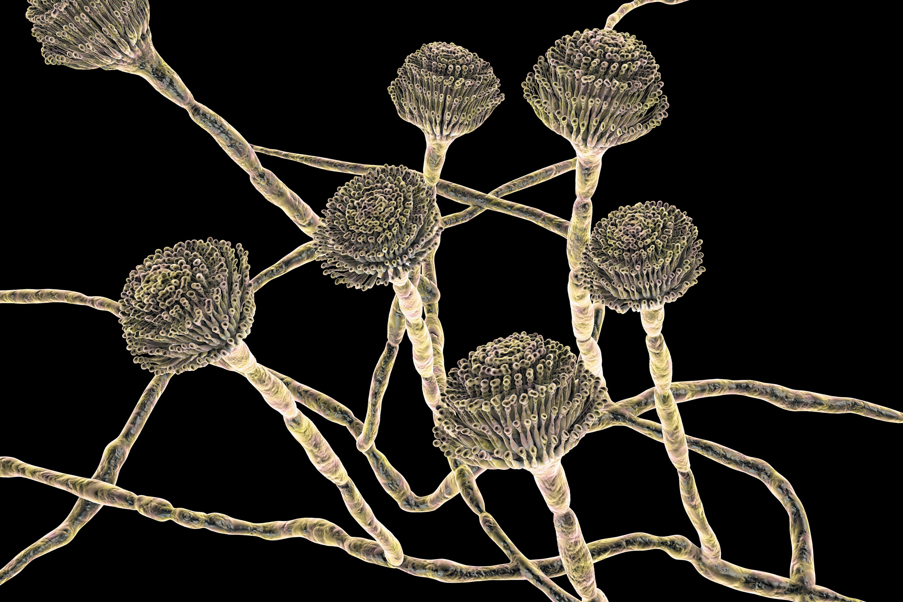 A closeup of Aspergillus fumigatus fungi