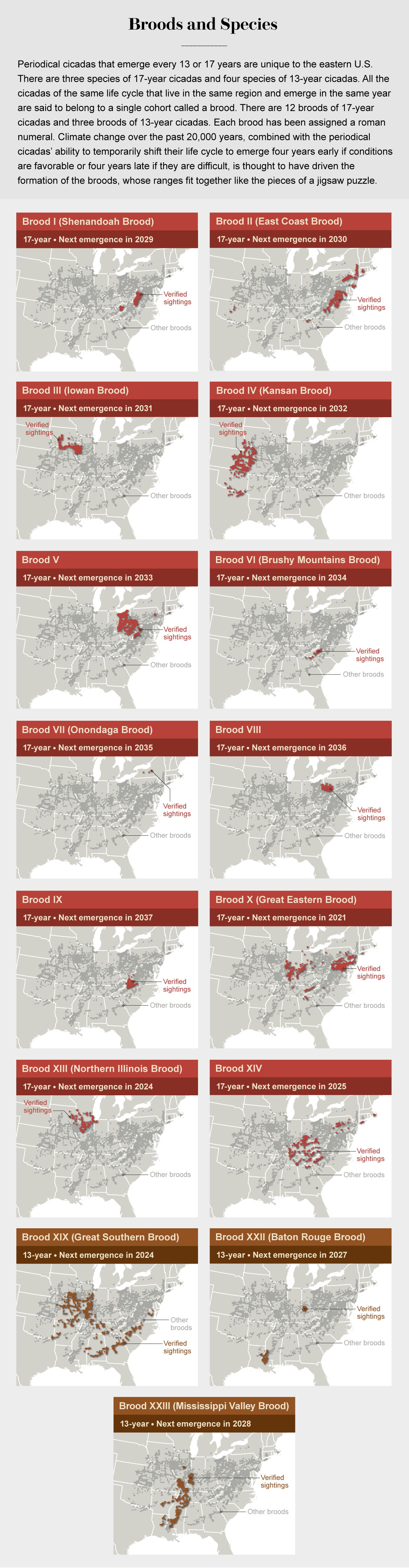 Brood X Cicadas Are Emerging at Last Scientific American