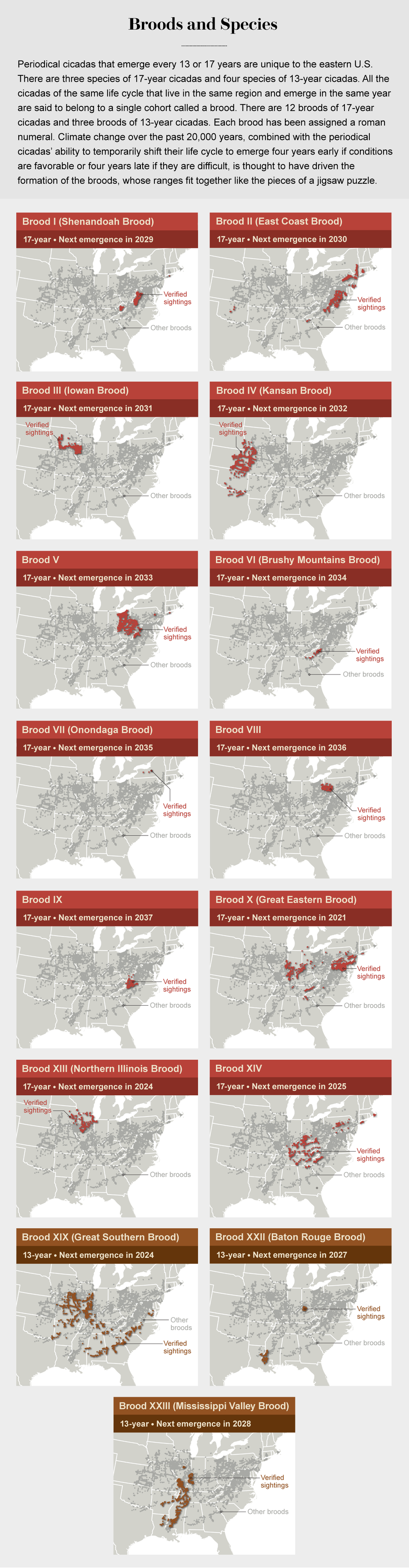 Series of maps shows the geographical ranges of 12 17-year broods and three 13-year broods of cicadas in the U.S.