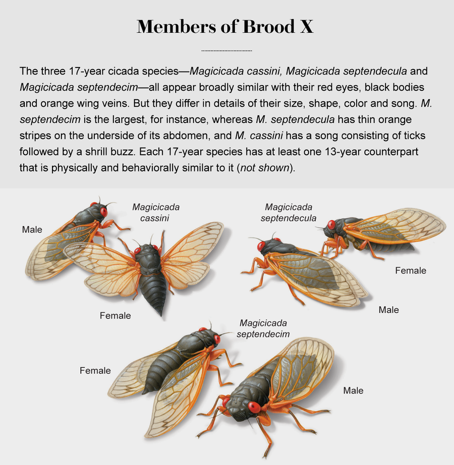 Illustrations show the three 17-year cicada species—Magicicada cassini, Magicicada septendecula and Magicicada septendecim.