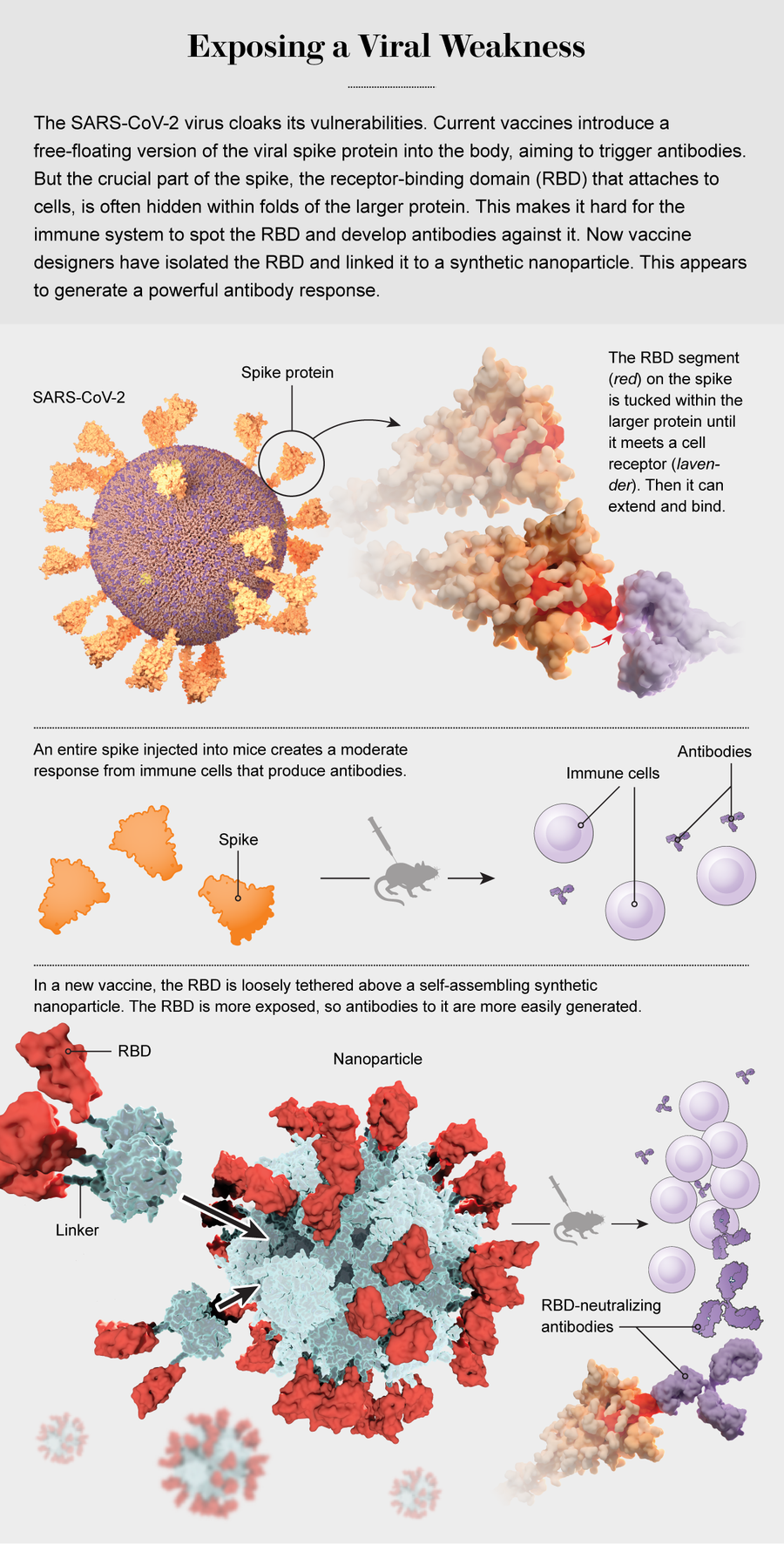 Graphic shows how injecting nanoparticles with SARS-CoV-2 RBD segments attached can generate antibodies in mice.
