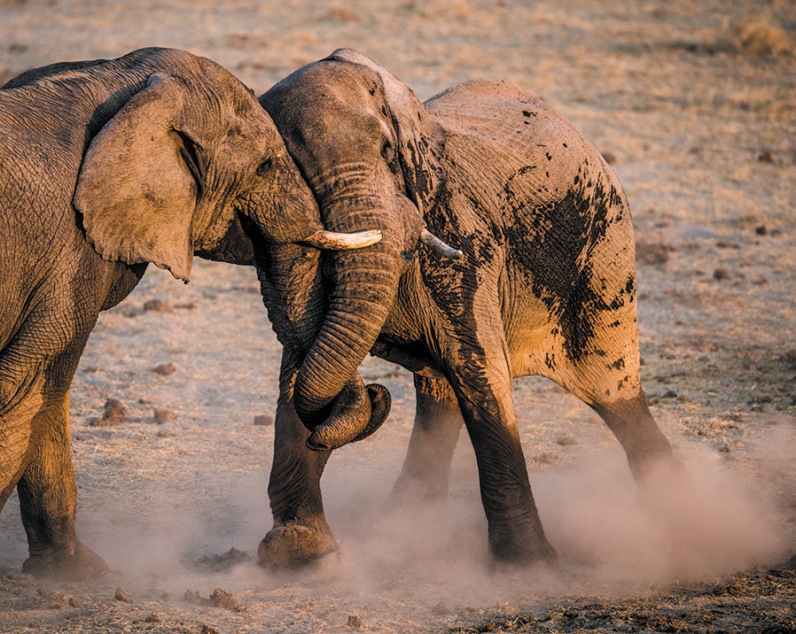 Two elephants playing (sparring).