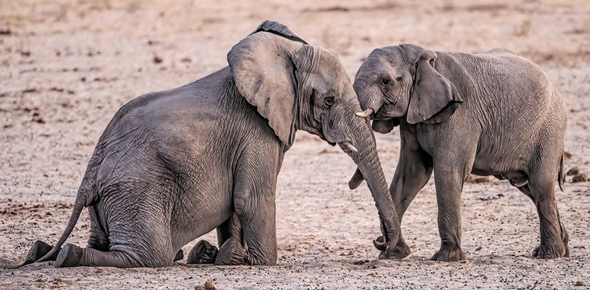 An older elephant kneels down to provide an opportunity for a young male relative to spar.