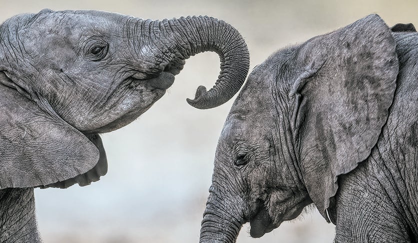 Elephant calves extend an invitation to play by placing their trunk over another’s head.