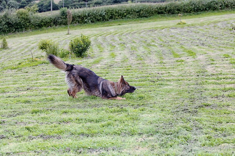 Adult German Shepherd bowing at a park.