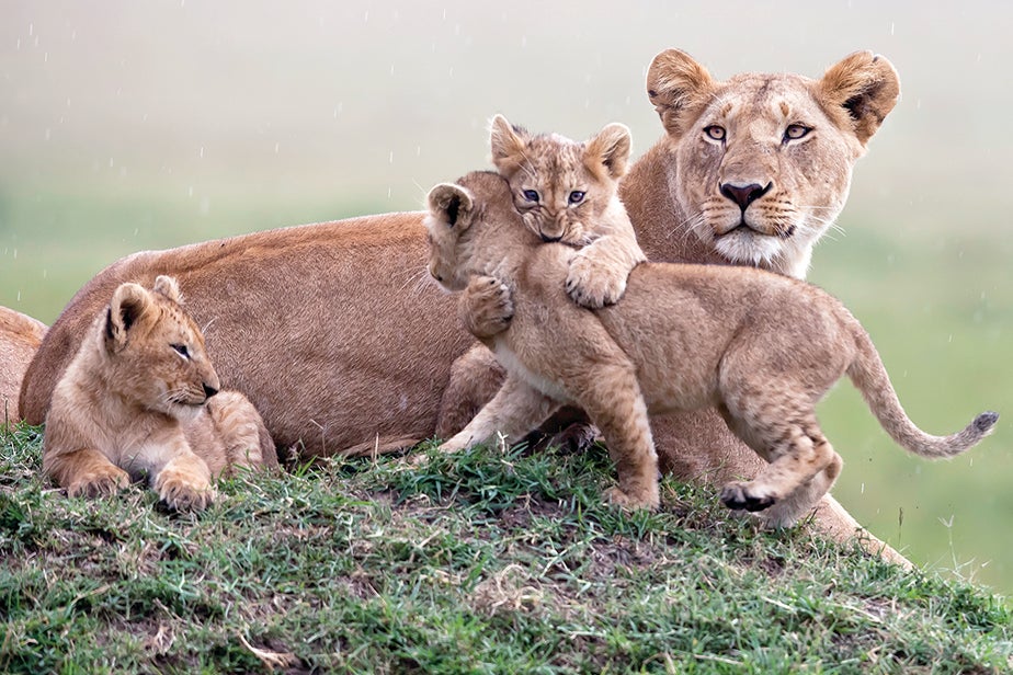 Three lion cubs (two of them playing) guarded by an adult.