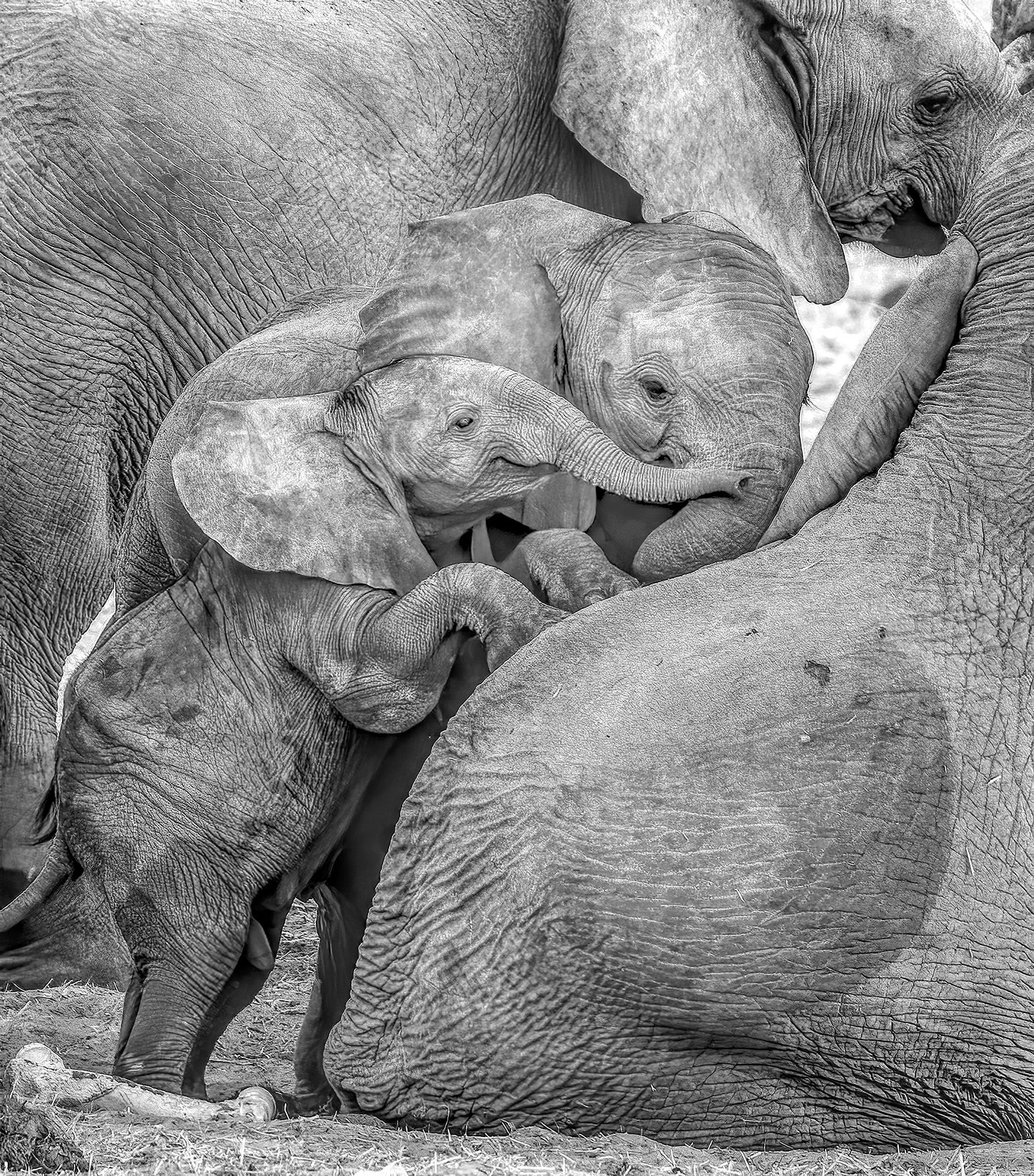 Young elephant piling on top of several family members.