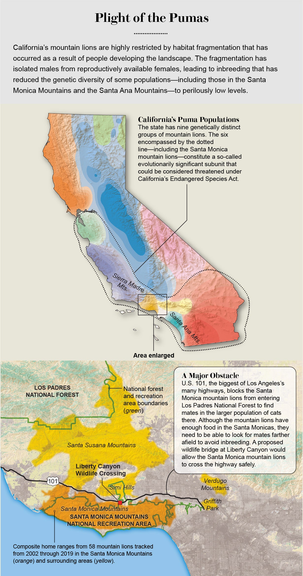 Map shows ranges of mountain lion groups in California and where U.S. 101 restricts the Santa Monica group’s movement.