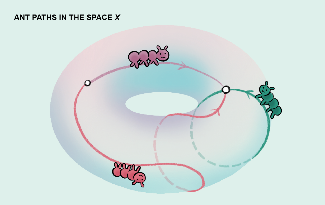 Graphic shows several possible paths an ant might take when traveling from point A to point B on the surface of a torus.