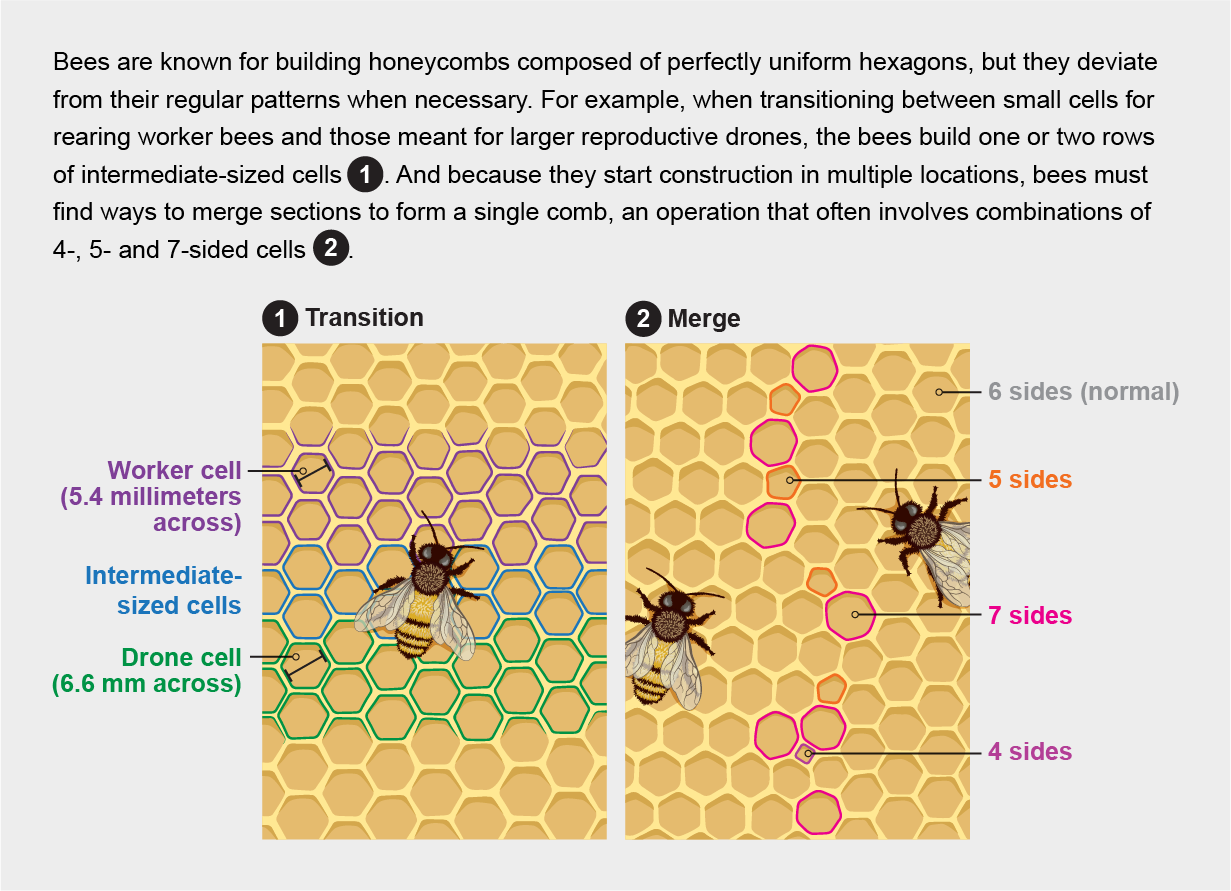 Graphic shows how bees adapt construction patterns to transition between different-sized cells and to merge sections of comb.